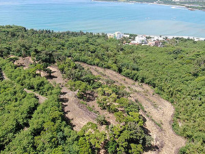 墾丁珊瑚接連死亡！核三光電工程惹禍？墾管處澄清：非單一因素