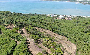 墾丁珊瑚接連死亡!核三光電工程惹禍?墾管處澄清:非單一因素