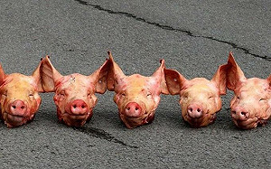 污辱穆斯林! 法3清真寺外怎麽有豬頭？巴黎警局：努力抓卑鄙的肇事者