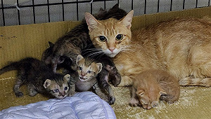 2男發布養貓狗領3千元訊息遭辦　法院裁定不罰