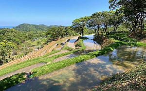 走讀古道插秧割稻！貢寮雞母嶺「百年水梯田」感受療癒山村日常