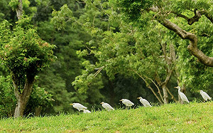 讀者投書》讓高爾夫球場華麗轉身為鳥兒們的新樂園
