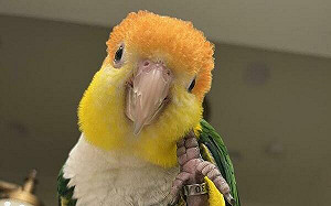 登記送300元！新北成立「非犬貓登記站」助走失特殊寵物回家