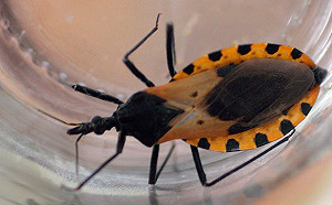 「恰加斯病」開始在美國流行  CDC呼籲政府、民眾提高關注