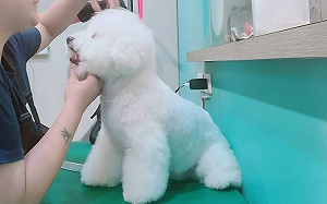 新北市毛孩「狂犬病」疫苗免費打！9/20新店   9/28深坑登場還能現場認養