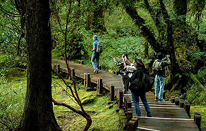 阿里山遊客注意!12條熱門步道封閉整修中