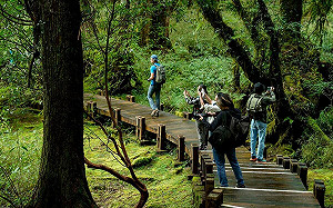 阿里山遊客注意！12條熱門步道封閉整修中