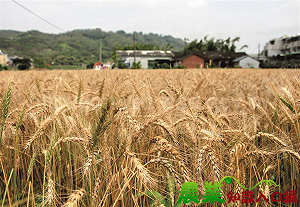 急赴美換免關稅?農業部澄清:為深化台美農產品貿易合作