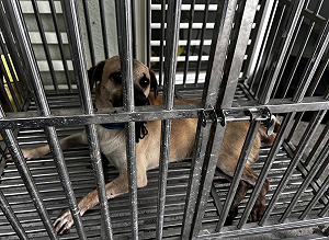 郵差送信慘遭家犬「咬斷手指」動保所：已強制收容