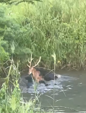 遊蕩犬屢咬死野生動物 政府擬「國有林地」建收容所！保育團體連署反對：恐加劇生態危機