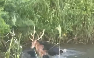 遊蕩犬屢咬死野生動物 政府擬「國有林地」建收容所！保育團體連署反對：恐加劇生態危機