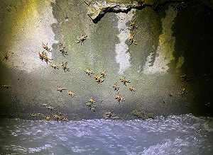 1年3訪！碧潭堰9/24再現毛蟹大軍 溯溪而上繁衍畫面超震撼