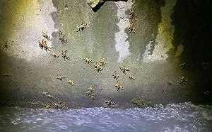 1年3訪！碧潭堰9/24再現毛蟹大軍 溯溪而上繁衍畫面超震撼