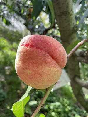 善用次級品讓梨山水蜜桃再進化  搶攻茶飲甜點市場