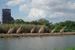 東北季風減弱、雲量少 鄭明典一張圖示警：留意日夜溫差
