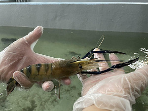 東港蝦藻類種原庫落成！農業部「水產方舟」啟動台灣養殖新篇章