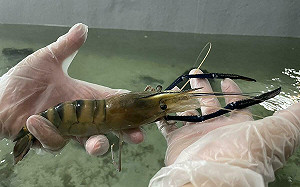 東港蝦藻類種原庫落成！農業部「水產方舟」啟動台灣養殖新篇章