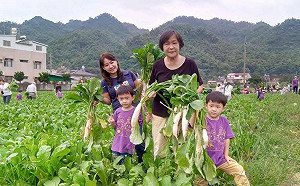 白玉蘿蔔即將進入盛產期 美濃客家庄推教學特惠專案搶客