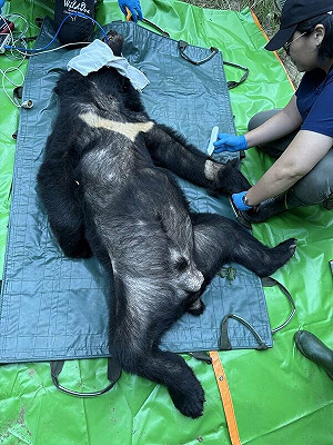 滋擾花蓮部落黑熊捕獲 林保署:載至林道深處野放