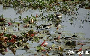 官田水雉園區獲全球最佳濕地獎  黃偉哲肯定各界長年保育努力