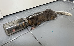 野生鼬獾「頭卡玻璃瓶」險窒息！ 救援確認無外傷後野放