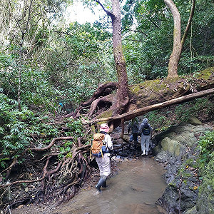 走進大自然見證百年老樹!屏東高士部落獨有「家庭農園」體驗活動超有趣