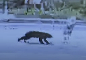 日本「熊出沒」恐怖畫面曝光!八旬婦晨間散步突遭黑熊「玩耍式」攻擊