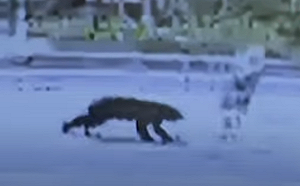 日本「熊出沒」恐怖畫面曝光！八旬婦晨間散步突遭黑熊「玩耍式」攻擊 