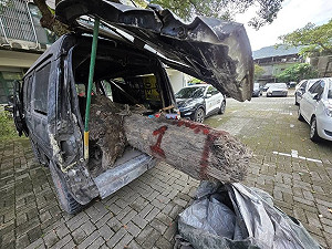 宜蘭警林破獲盜取扁柏案　查獲市價12萬元珍貴林木