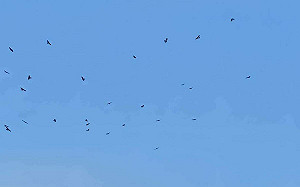 (影)候鳥也來慶祝國慶！40萬隻赤腹鷹過境創記錄 壯觀畫面曝光