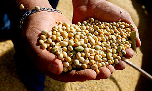 中美貿易戰》中國轉向南美買大豆  美農民估損失1600萬噸訂單