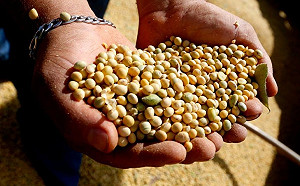 中美貿易戰》中國轉向南美買大豆  美農民估損失1600萬噸訂單