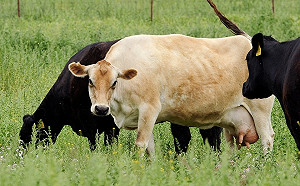 巴西證實2起狂牛症病例  暫停出口牛肉至中國