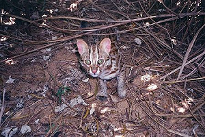 環團辦跨年晚會 宣傳石虎保育