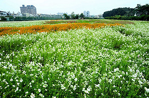 橋頭花田鬥艷 遊客鑽動