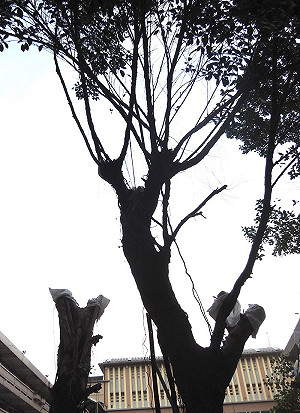 包商過度修剪校樹  新北重罰18萬元