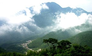 尖石阿扁連戰神木 千年相看兩不厭