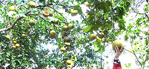 名醫替土地療傷7年  老欉白柚一夕遭偷光