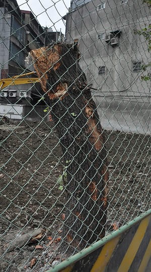 「新北綠家園專案」成為槭樹的墓誌銘