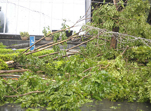 蘇力襲台  新北市3112株路樹傾倒