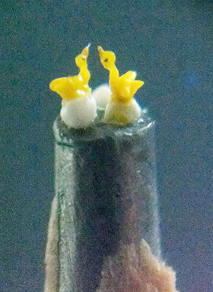 大小1/20公分 世界最小的黃色小鴨在新北