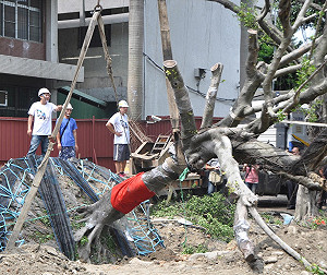 新北執行江翠移樹計畫  傳官員遭恐嚇
