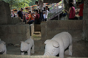上山採茶參觀豬圈  連勝文：養豬都會發財
