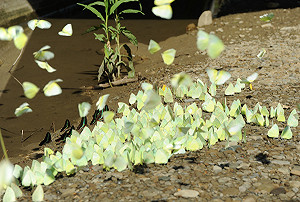 黃蝶翠谷規劃國家公園  內政部8月提報告