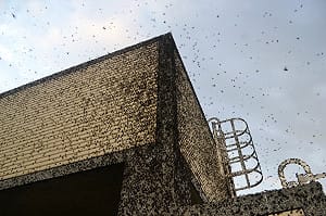 北埔冷泉異象  黑竹緣椿象遷徒滿佈天空