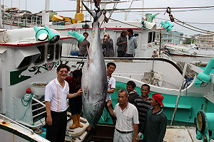 第一鮪來了！ 屏縣府5/2拍賣