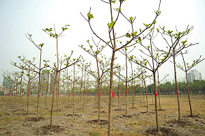 為城市添綠意 高市設樹木銀行