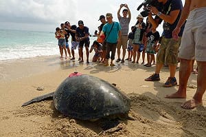 安裝人造衛星  小琉球綠蠵龜明放流