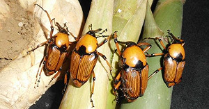 大自然教材「筍姑」 讓童趣再現