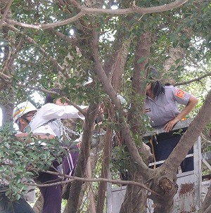 3退休女師肉身護樹  以妨礙公務遭移送